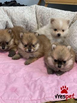 Ράτσα: Πομεράνιαν - Pomeranian | Ηλικία: 3 μηνών | Φύλο: Θηλυκό | Αρ. Microchip: 985117909825630 | Ιδιώτης | Εκπαιδευμένο | Pedigree | Περιοχή: Αθήνα, Αττική